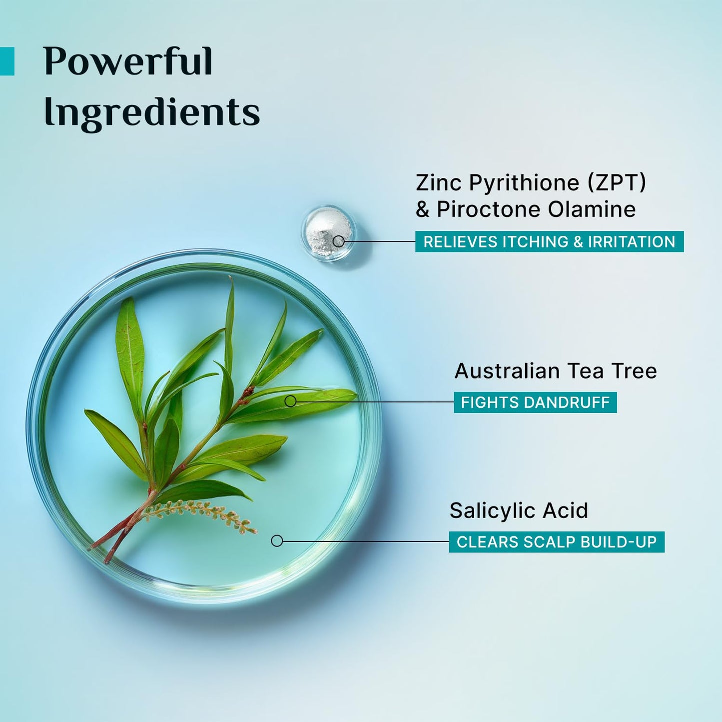 Pilgrim Australian Tea Tree Anti-Dandruff Conditioner 200 MILLI_LITRE