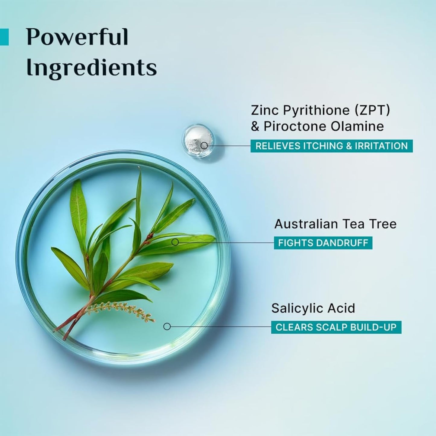 Pilgrim Australian Tea Tree Anti-Dandruff Shampoo 200 MILLI_LITRE